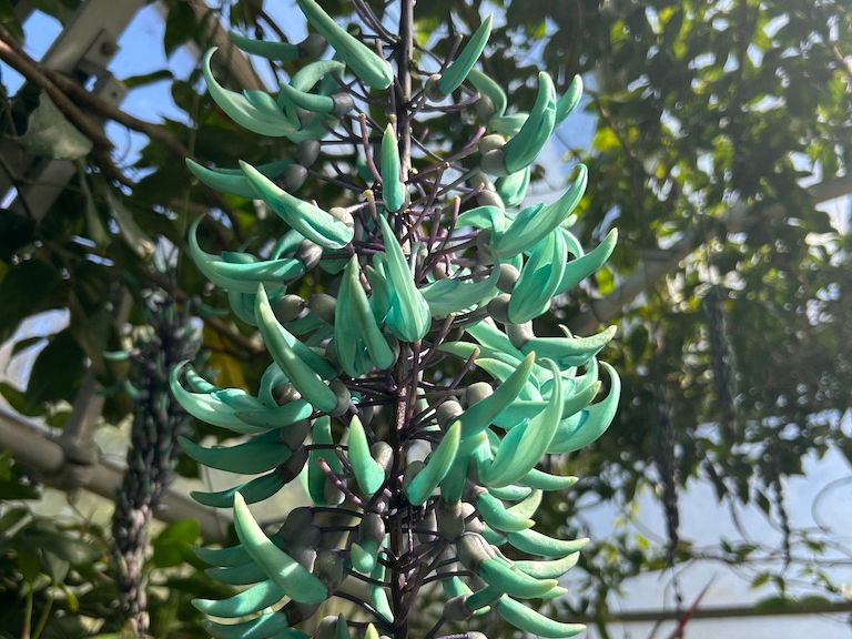 jade vine blooming at oxford botanic garden