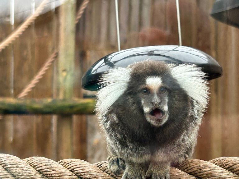 Marmosetlooking shocked