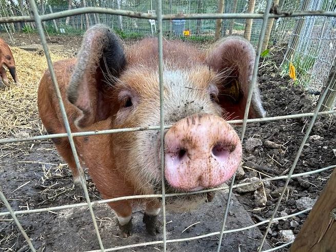 Pig at Oxford City Farm